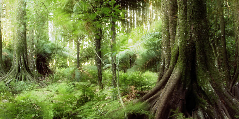 Imagem de uma selva